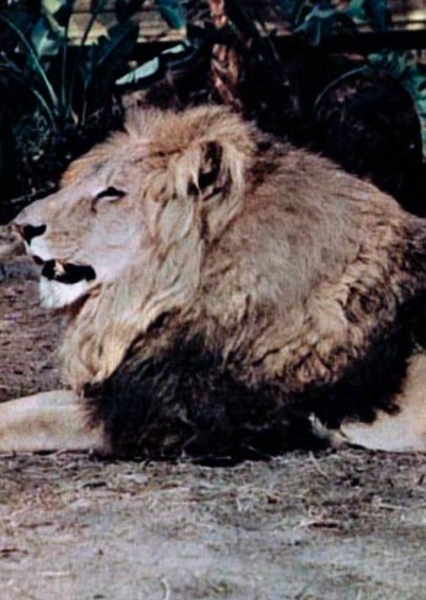 Clarence the Lion photo