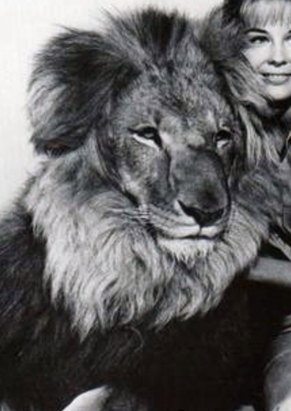 Clarence the Lion photo