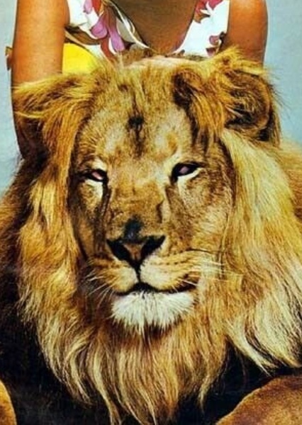 Clarence the Lion photo