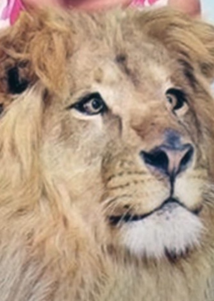 Clarence the Lion photo