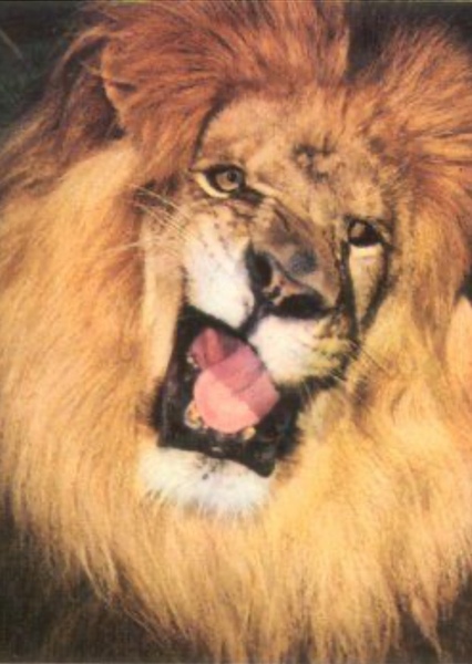 Clarence the Lion photo