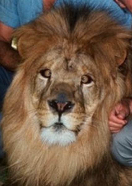 Lions