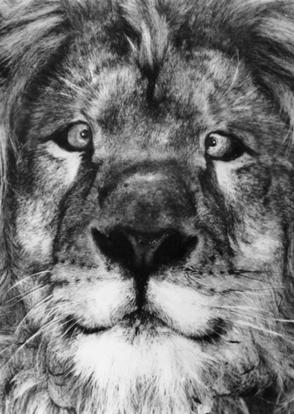 Clarence the Lion photo