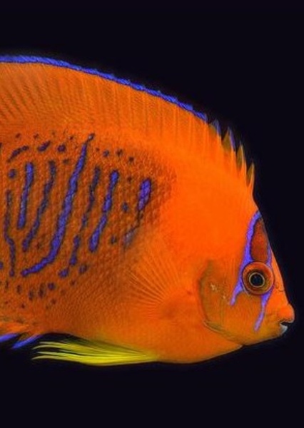 Clarion Angelfish