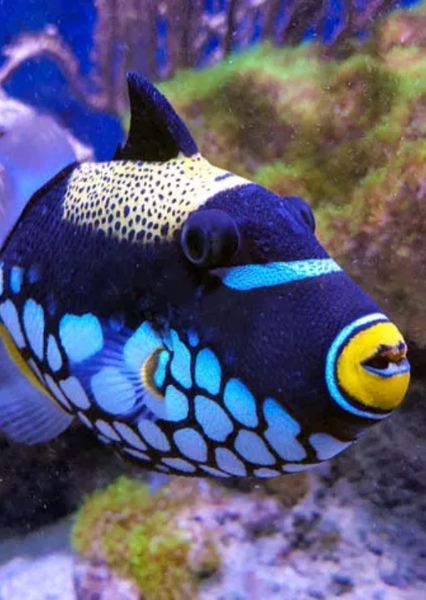 Clown triggerfish