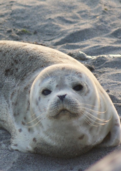 Clyde the Seal Pup photo