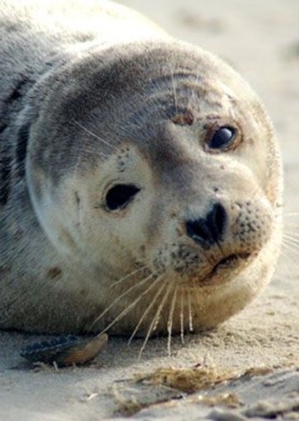 Clyde the Seal Pup photo