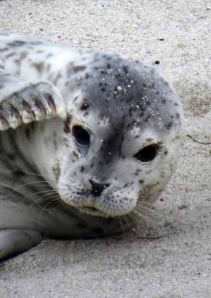 Clyde the Seal Pup photo