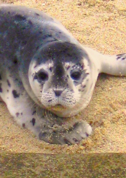 Clyde the Seal Pup photo