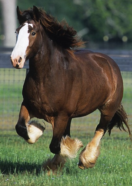 Clydesdale Horse