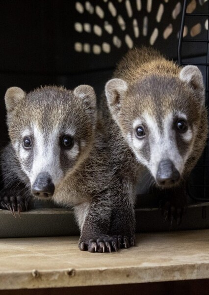 Coati photo