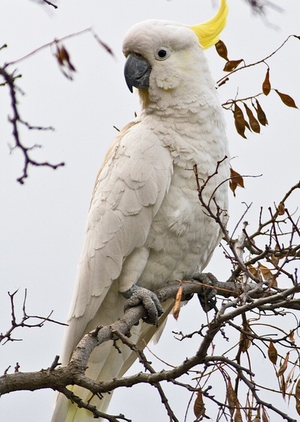 Cockatoo