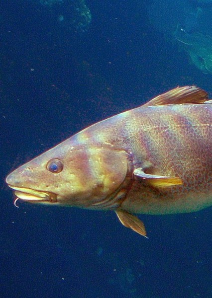 Cod