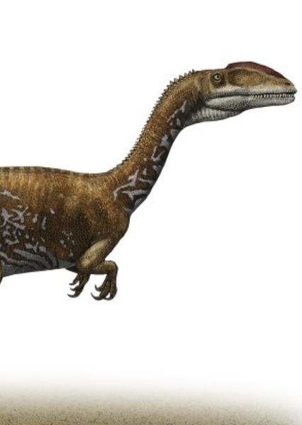 Coelophysis photo