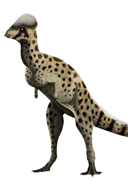 Coelpiocephale