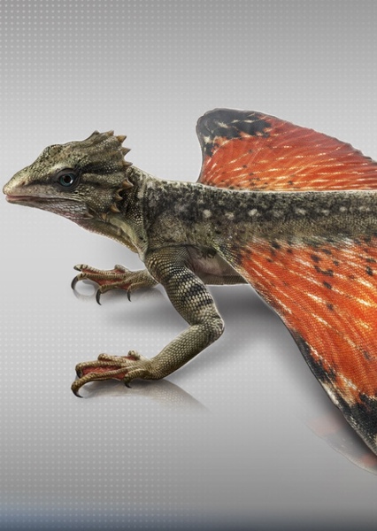 Coelurosauravus