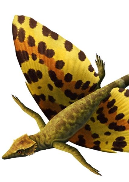 Coelurosauravus