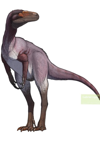 Coelurus photo