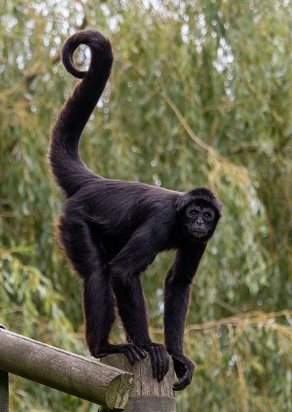 Colombian Spider Monkey