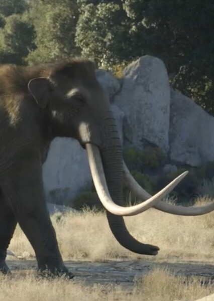 Columbian Mammoth photo