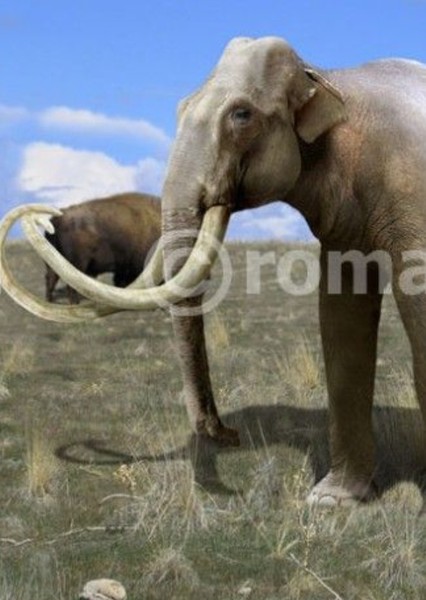 Columbian Mammoth photo