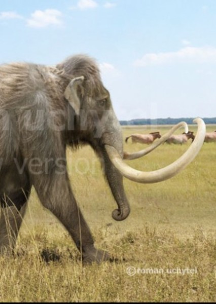 Columbian Mammoth photo