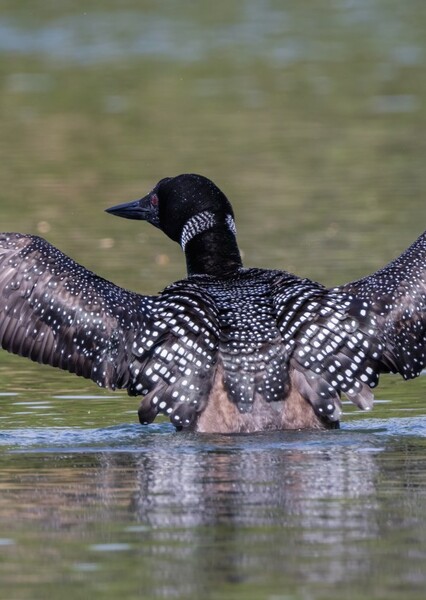 Common Loon