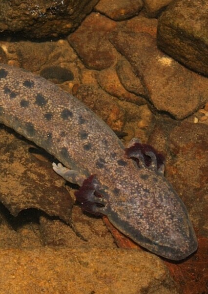 Common Mudpuppy