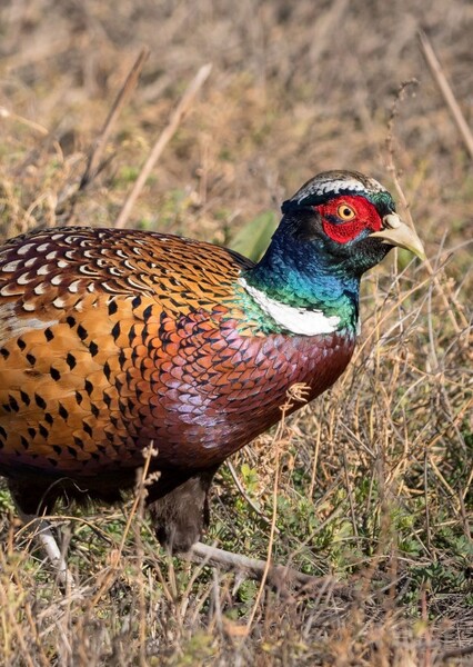 Common Pheasant