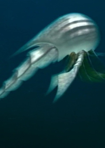 Common Silverswimmer