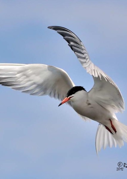 common tern