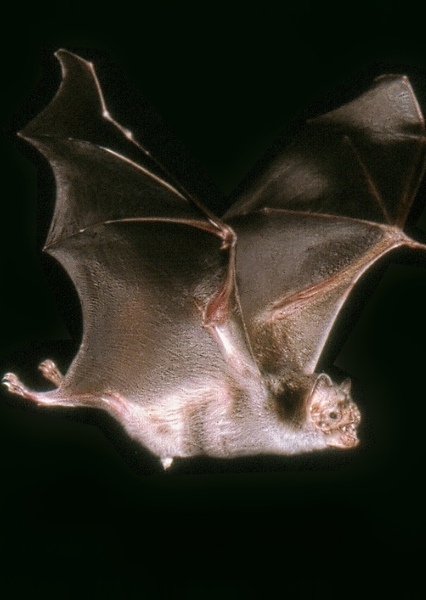 Common Vampire Bat