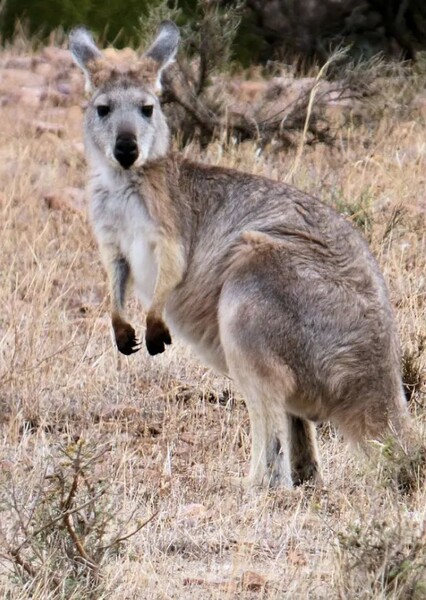 Common Wallaroo