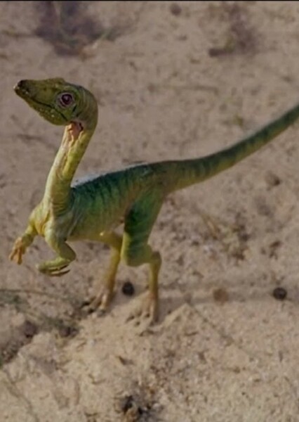 Compsognathus photo
