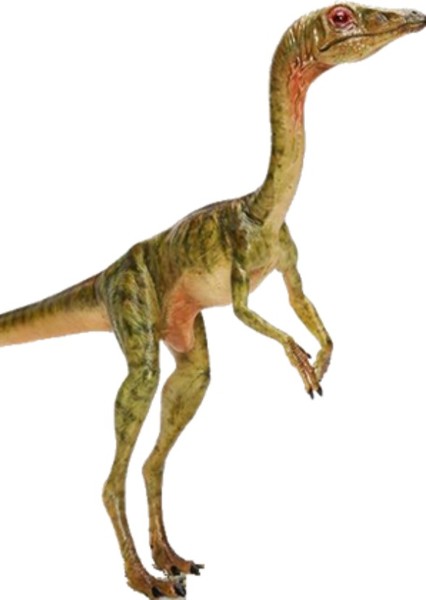 Compsognathus photo