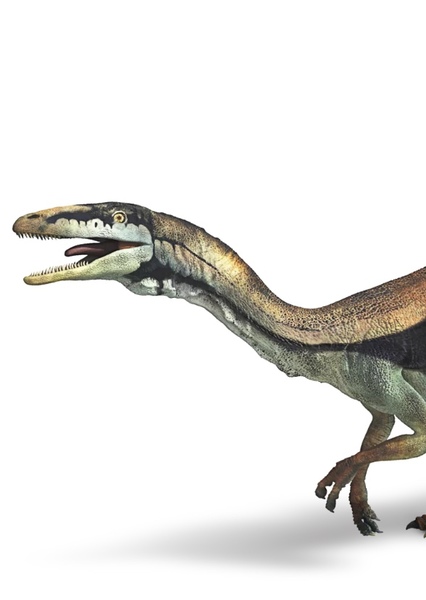 Compsognathus photo