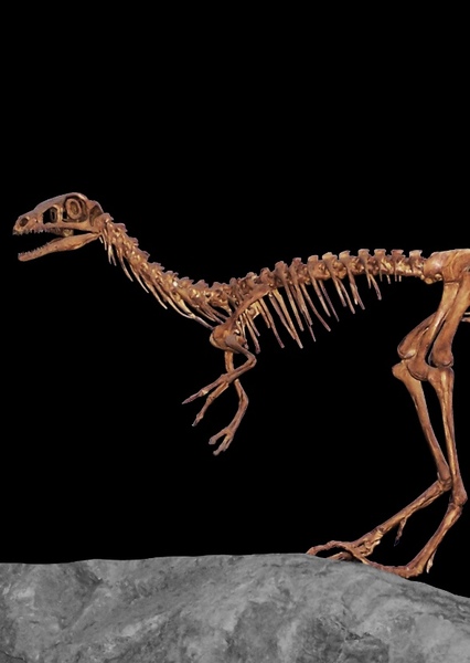 Compsognathus photo