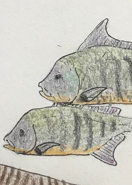 Concavotectum