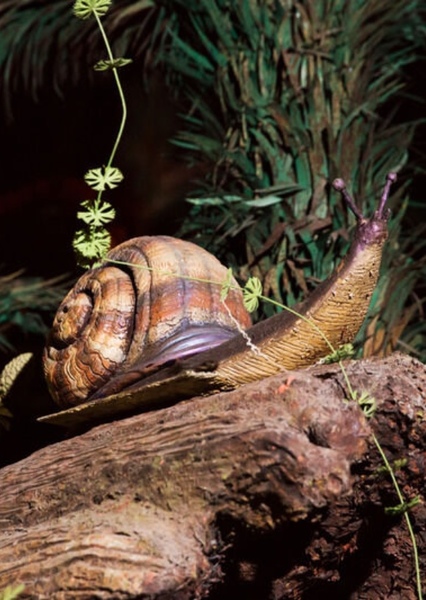 Condonella