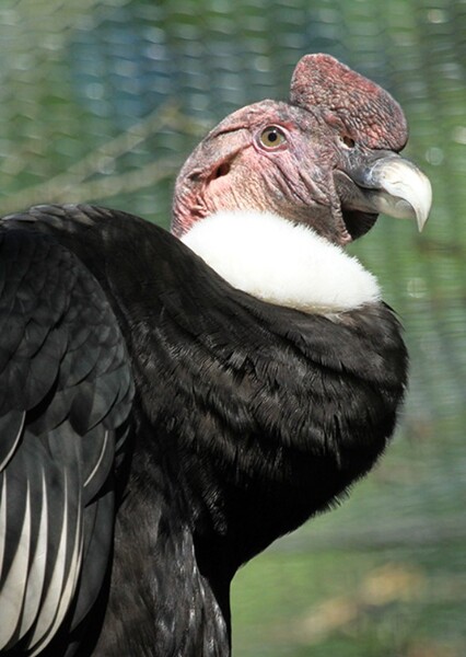 Condor photo