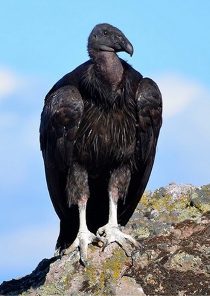 Condor photo