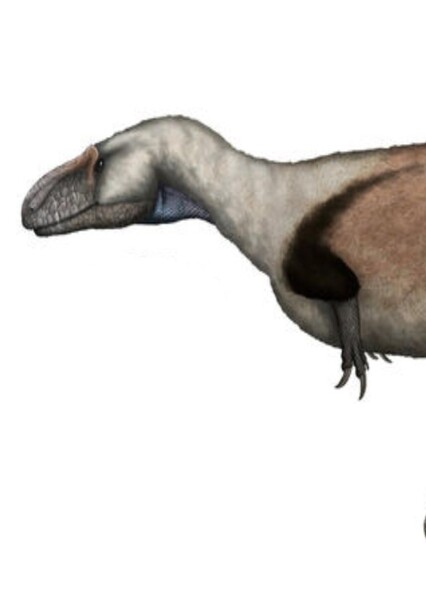 Condorraptor