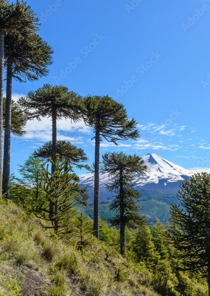 Conguillío National Park