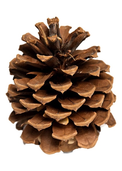 Conifer Cone