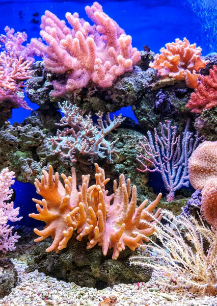 Coral (Marine Life)