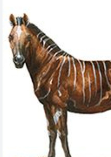 Cormohipparion