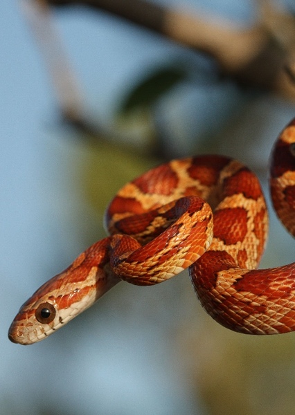 Corn Snake