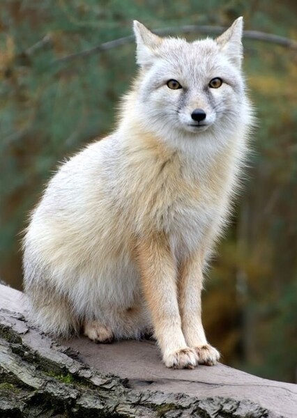 Corsac Fox