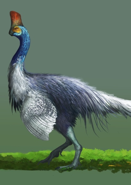 Corythoraptor photo