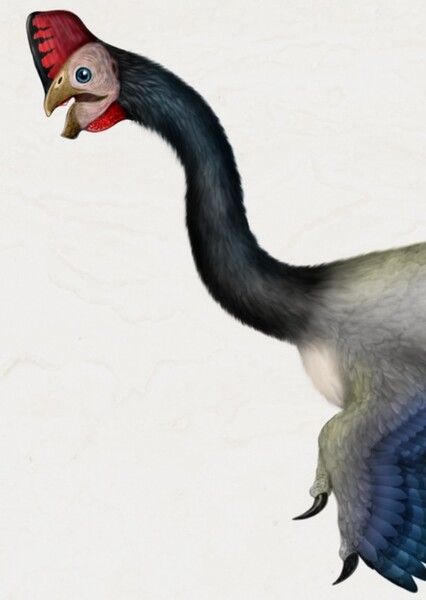 Corythoraptor